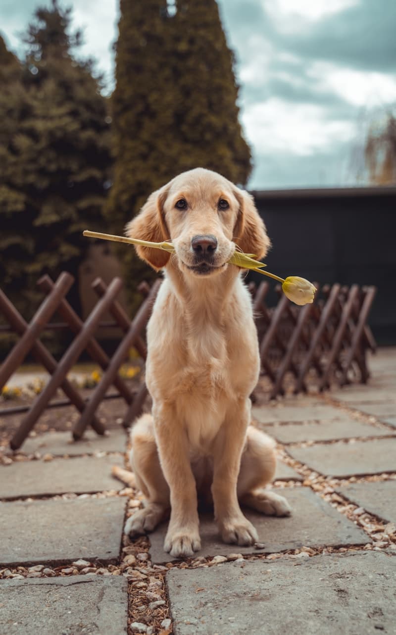 Geschenke für Hundebesitzer, die Mensch und Hund erreichen